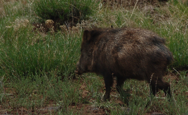 javelina